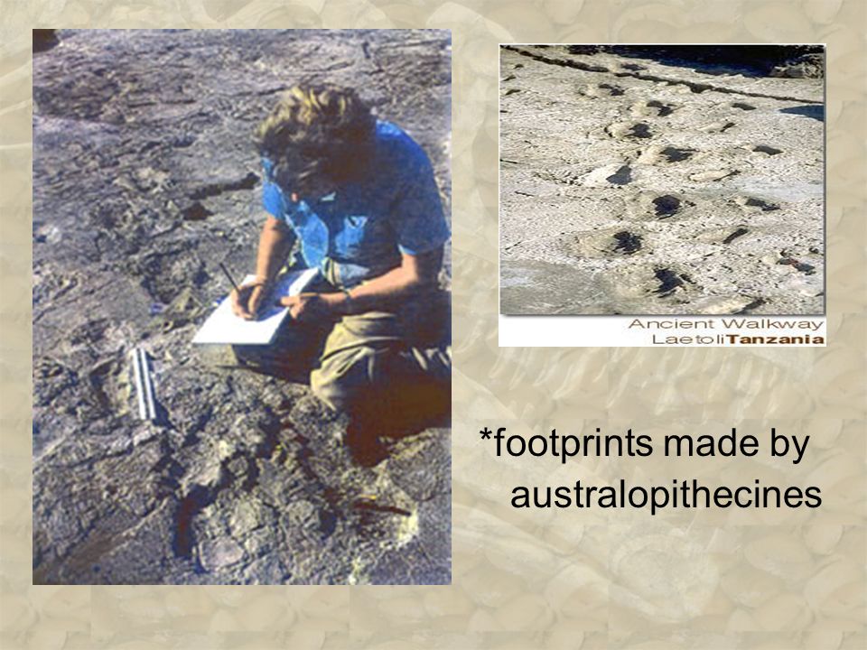 *footprints made by australopithecines