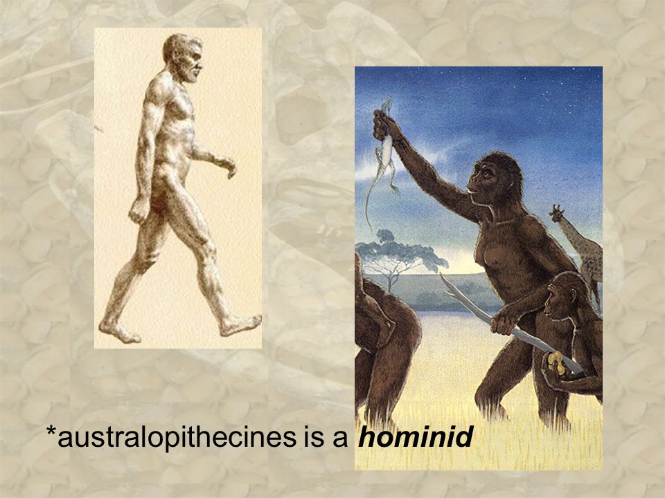 *australopithecines is a hominid