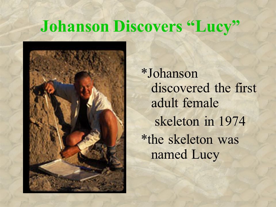 Johanson Discovers Lucy *Johanson discovered the first adult female skeleton in 1974 *the skeleton was named Lucy
