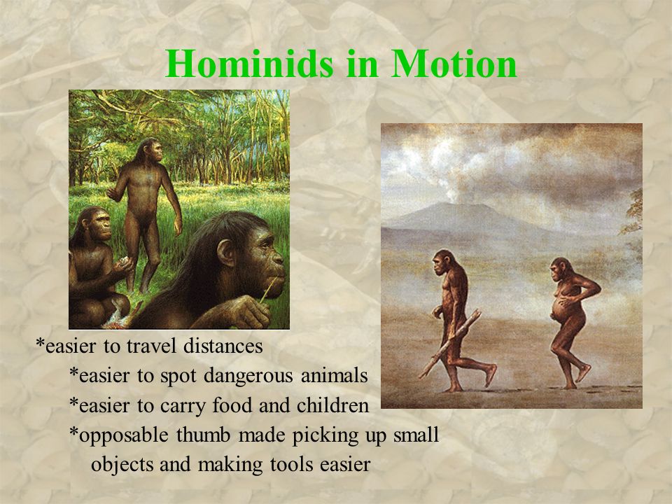 Hominids in Motion *easier to travel distances *easier to spot dangerous animals *easier to carry food and children *opposable thumb made picking up small objects and making tools easier