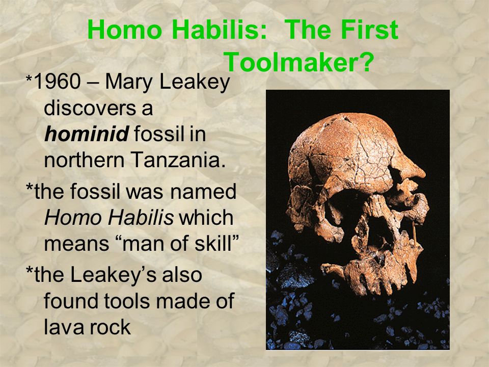 Homo Habilis: The First Toolmaker.