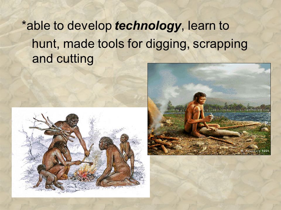 *able to develop technology, learn to hunt, made tools for digging, scrapping and cutting