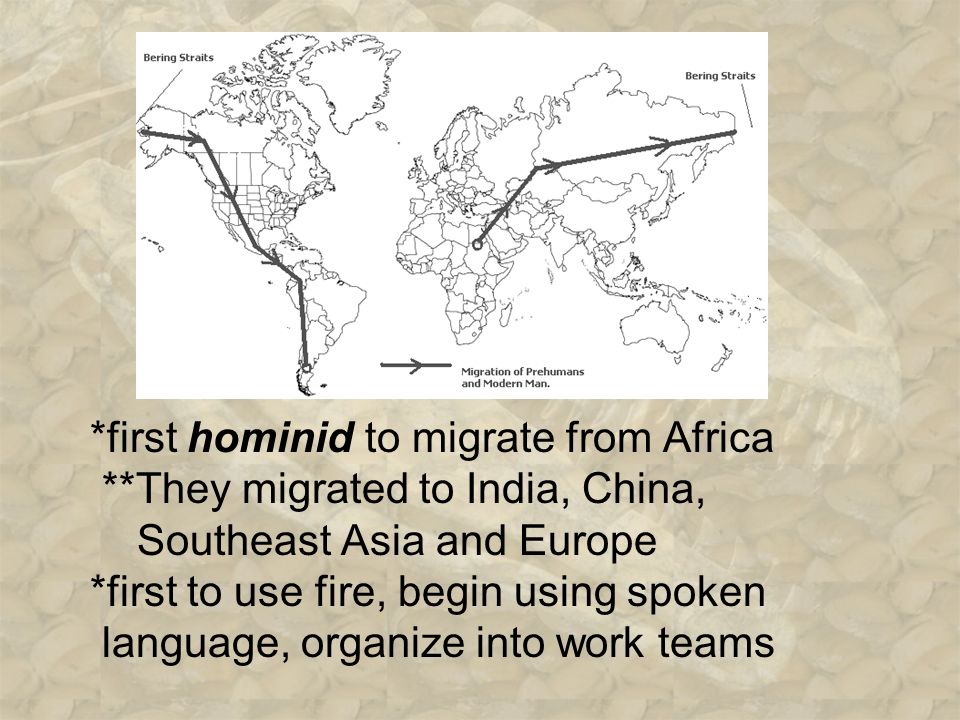 *first hominid to migrate from Africa **They migrated to India, China, Southeast Asia and Europe *first to use fire, begin using spoken language, organize into work teams