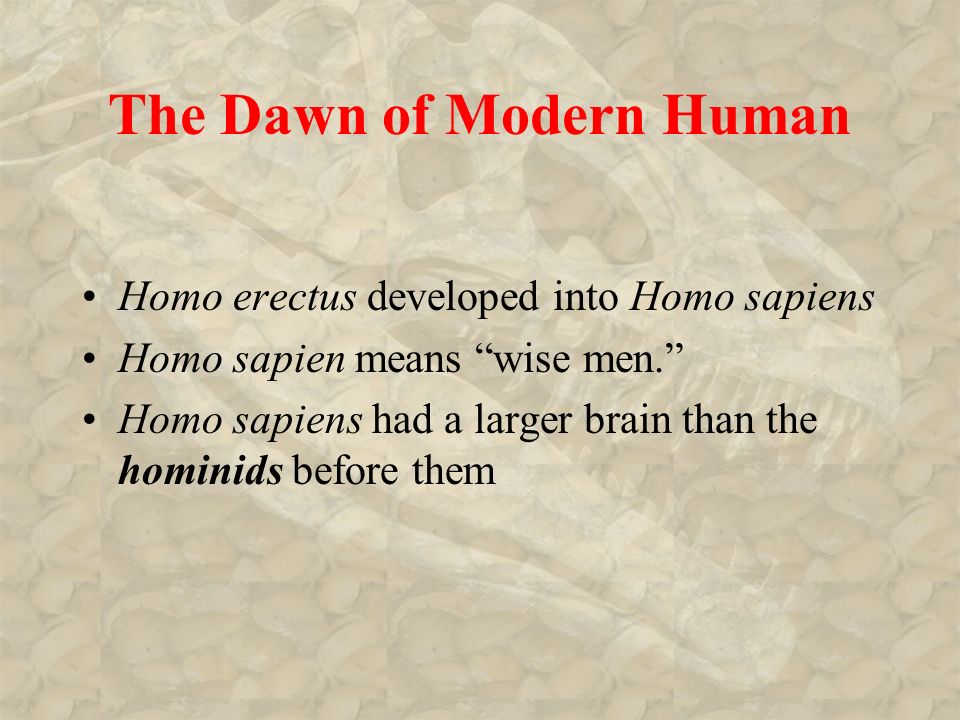The Dawn of Modern Human Homo erectus developed into Homo sapiens Homo sapien means wise men. Homo sapiens had a larger brain than the hominids before them