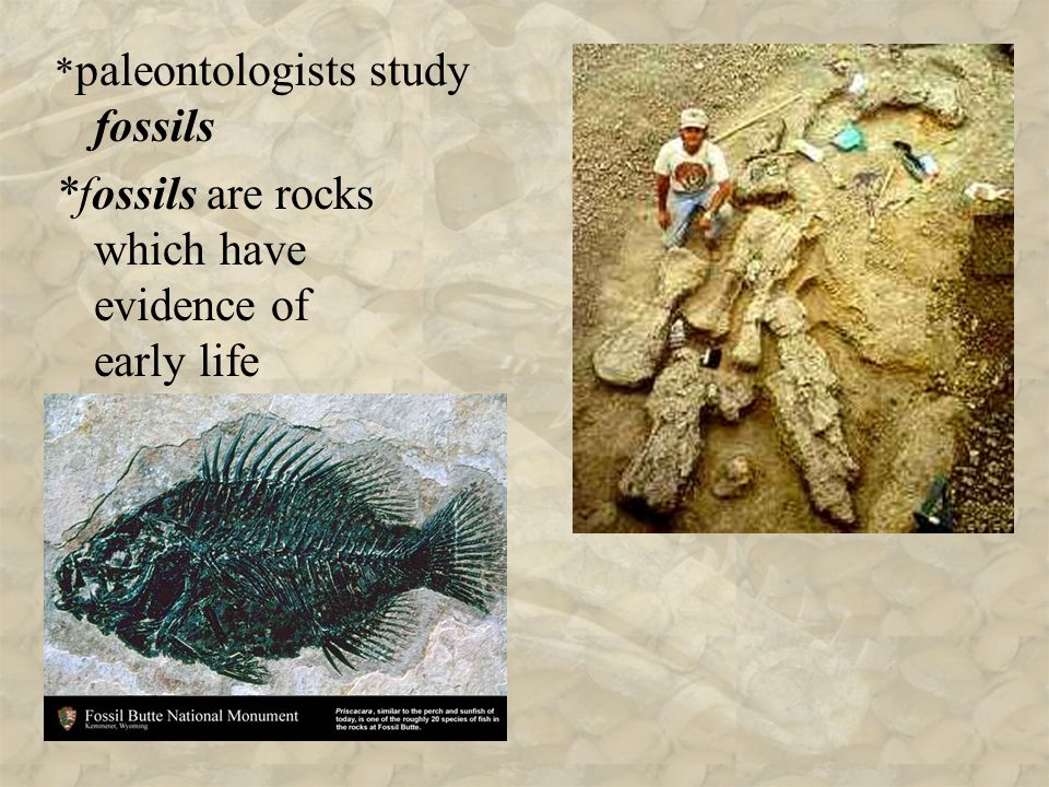 * paleontologists study fossils *fossils are rocks which have evidence of early life