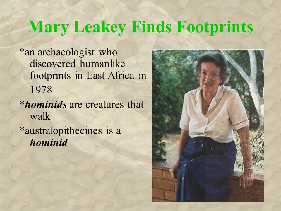Mary Leakey Finds Footprints *an archaeologist who discovered humanlike footprints in East Africa in 1978 *hominids are creatures that walk *australopithecines is a hominid