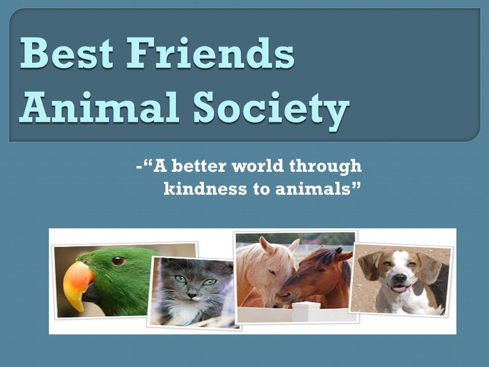 - A better world through kindness to animals
