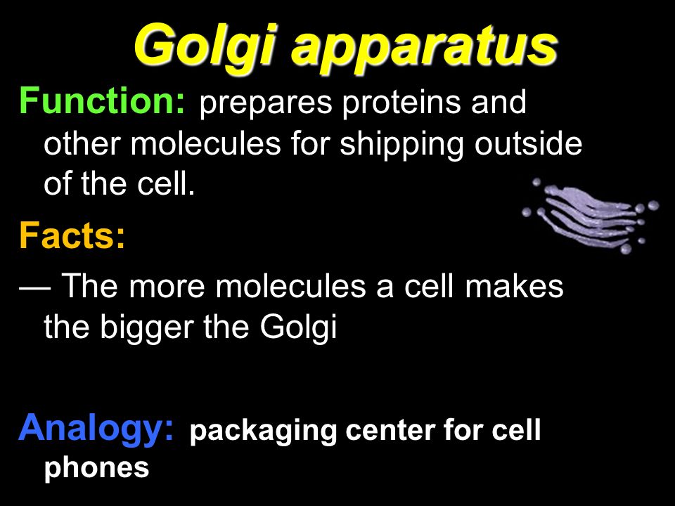 What are some facts about the Golgi apparatus?