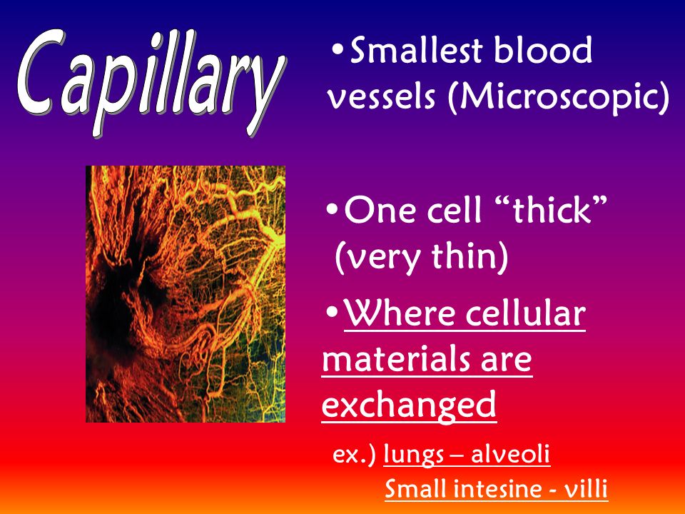 Where cellular materials are exchanged ex.) lungs – alveoli Small intesine - villi Smallest blood vessels (Microscopic) One cell thick (very thin)