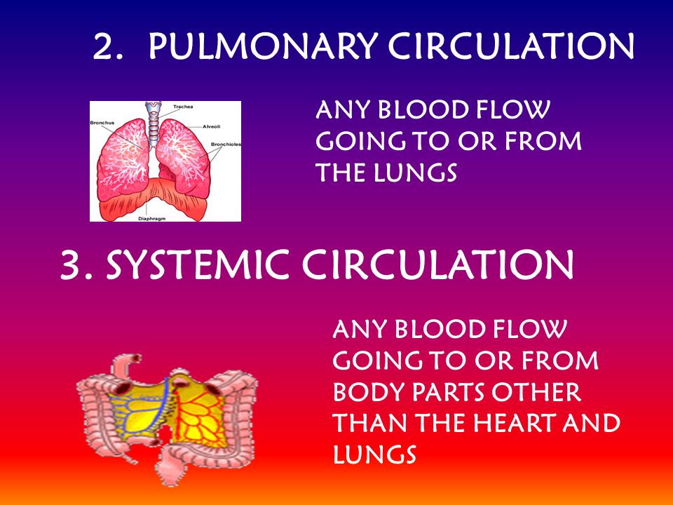 2. PULMONARY CIRCULATION ANY BLOOD FLOW GOING TO OR FROM THE LUNGS 3.