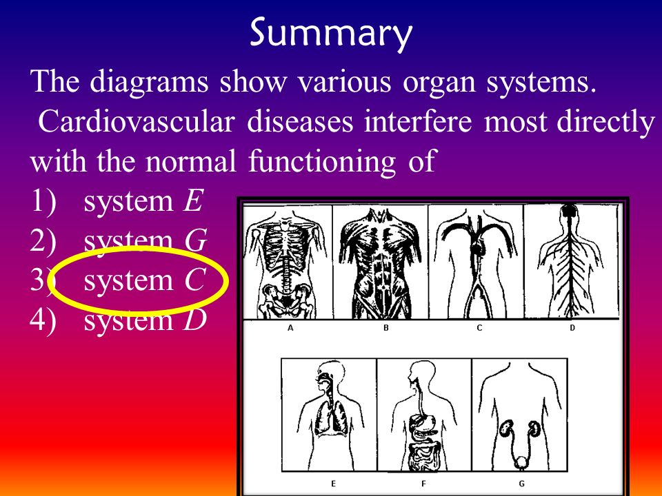 Summary The diagrams show various organ systems.
