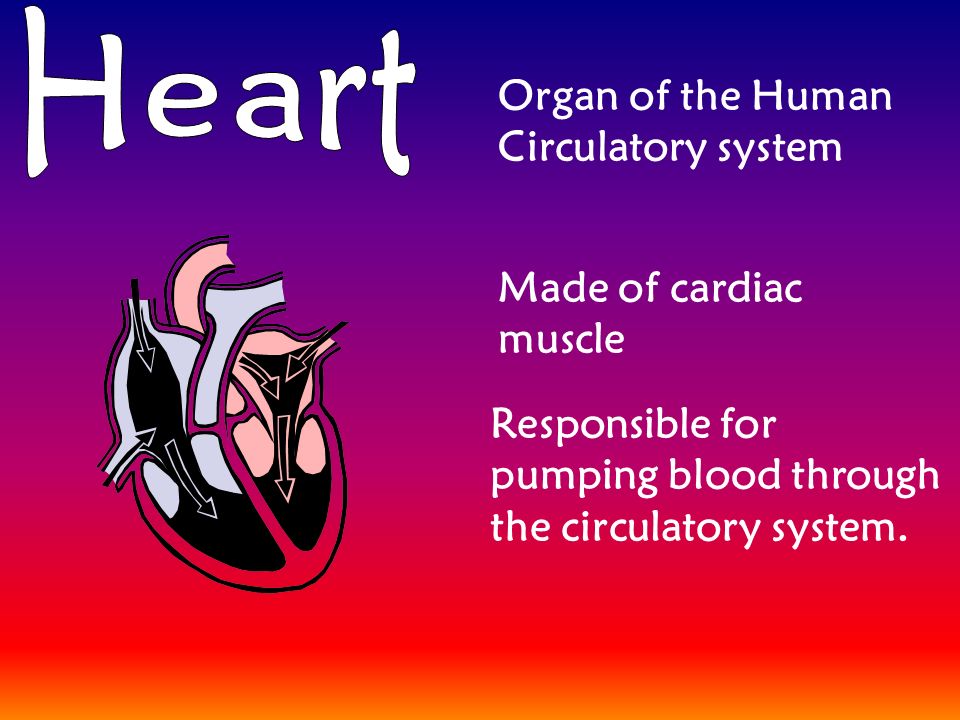 Organ of the Human Circulatory system Made of cardiac muscle Responsible for pumping blood through the circulatory system.
