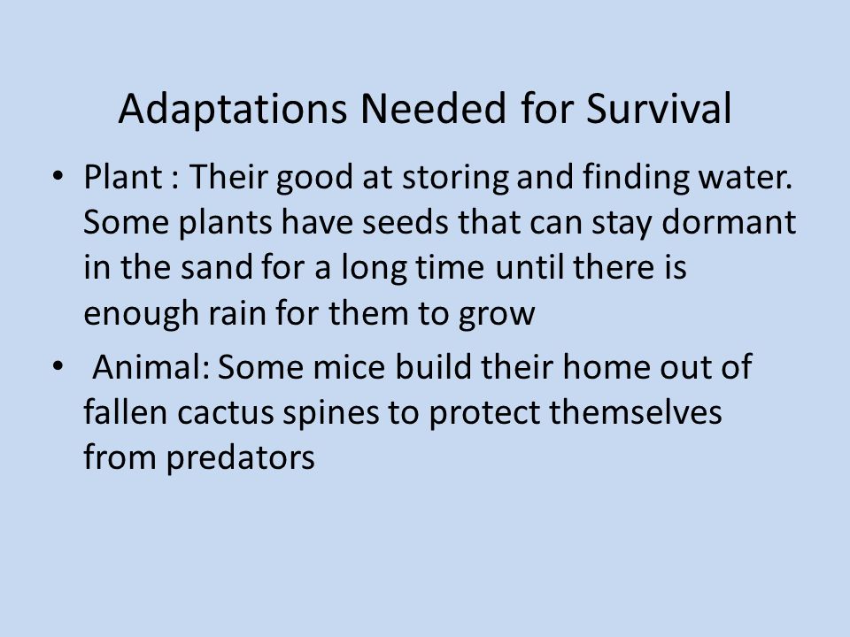 Adaptations Needed for Survival Plant : Their good at storing and finding water.