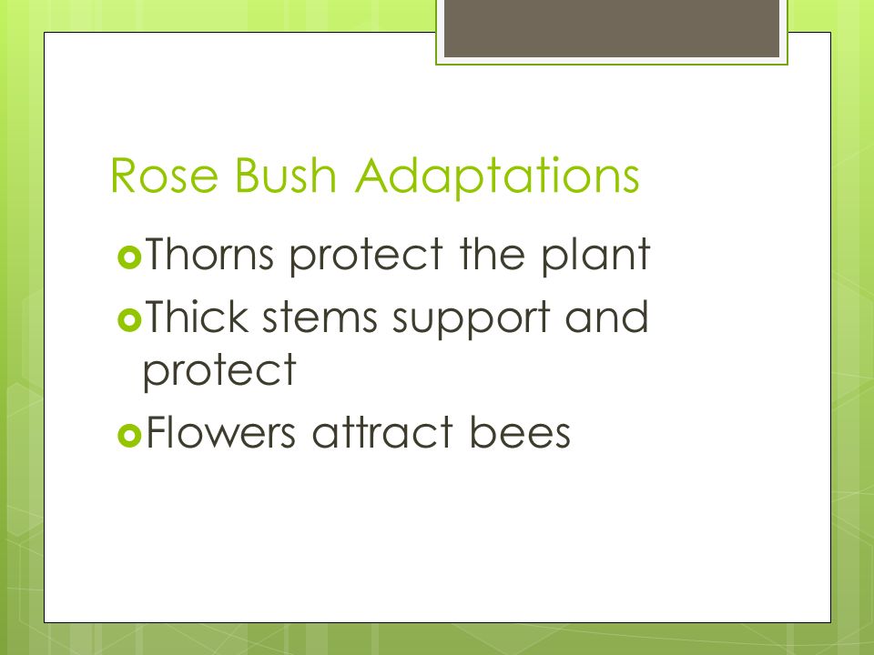 Rose Bush Adaptations  Thorns protect the plant  Thick stems support and protect  Flowers attract bees
