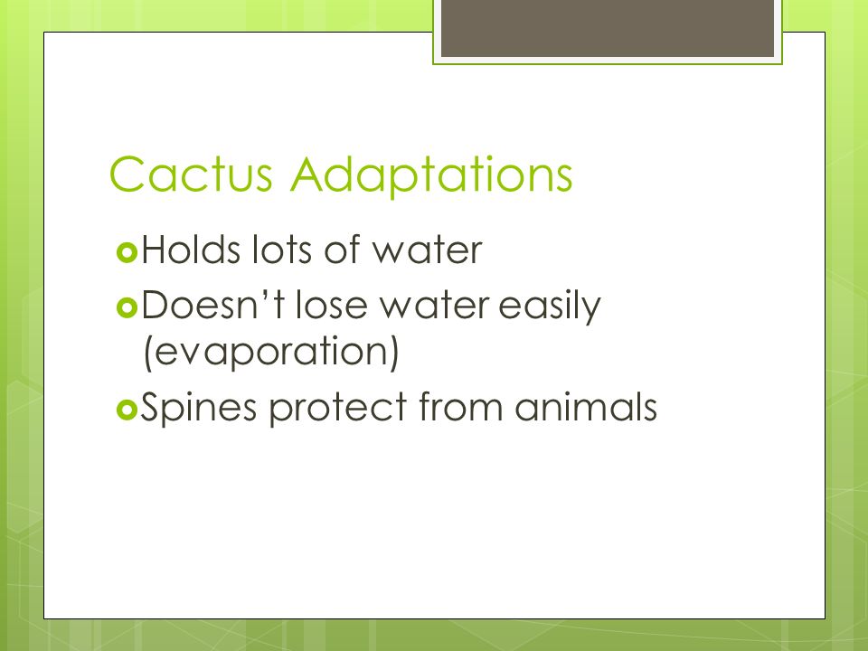 Cactus Adaptations  Holds lots of water  Doesn’t lose water easily (evaporation)  Spines protect from animals
