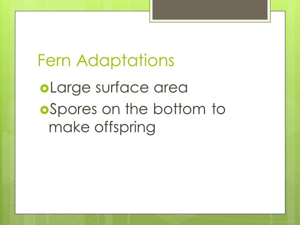 Fern Adaptations  Large surface area  Spores on the bottom to make offspring