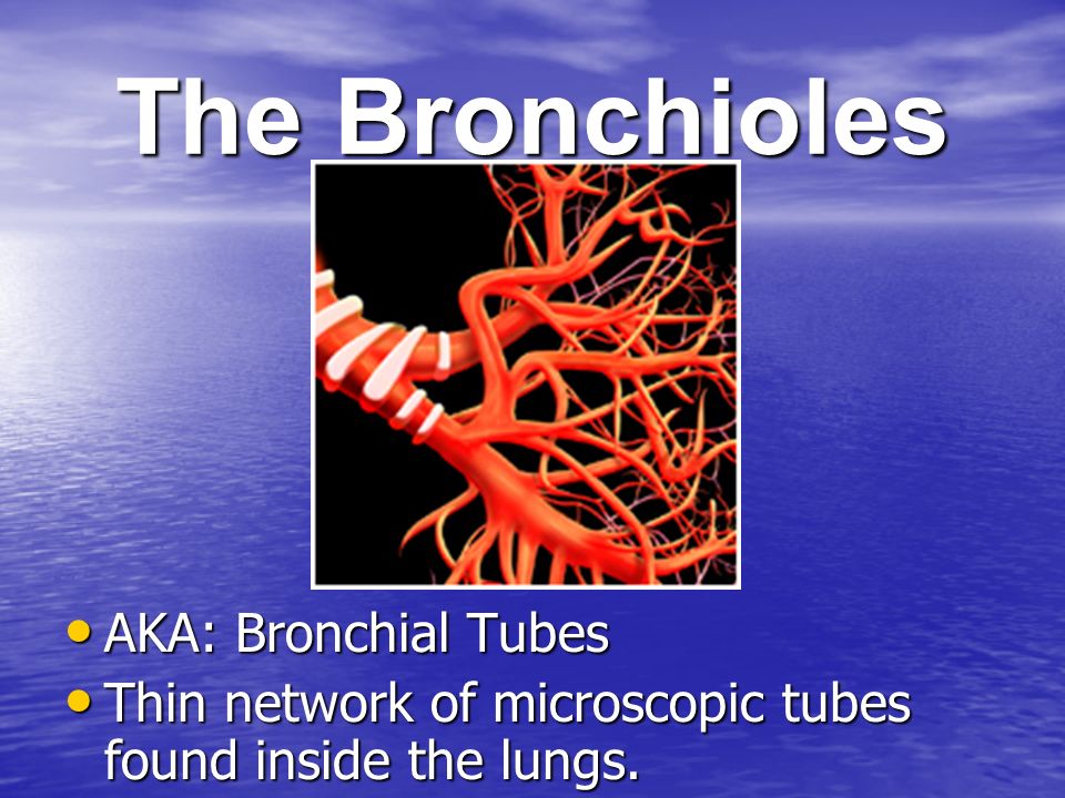 The Bronchioles AKA: Bronchial Tubes AKA: Bronchial Tubes Thin network of microscopic tubes found inside the lungs.
