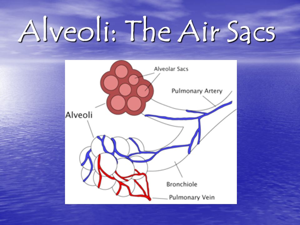 Alveoli: The Air Sacs