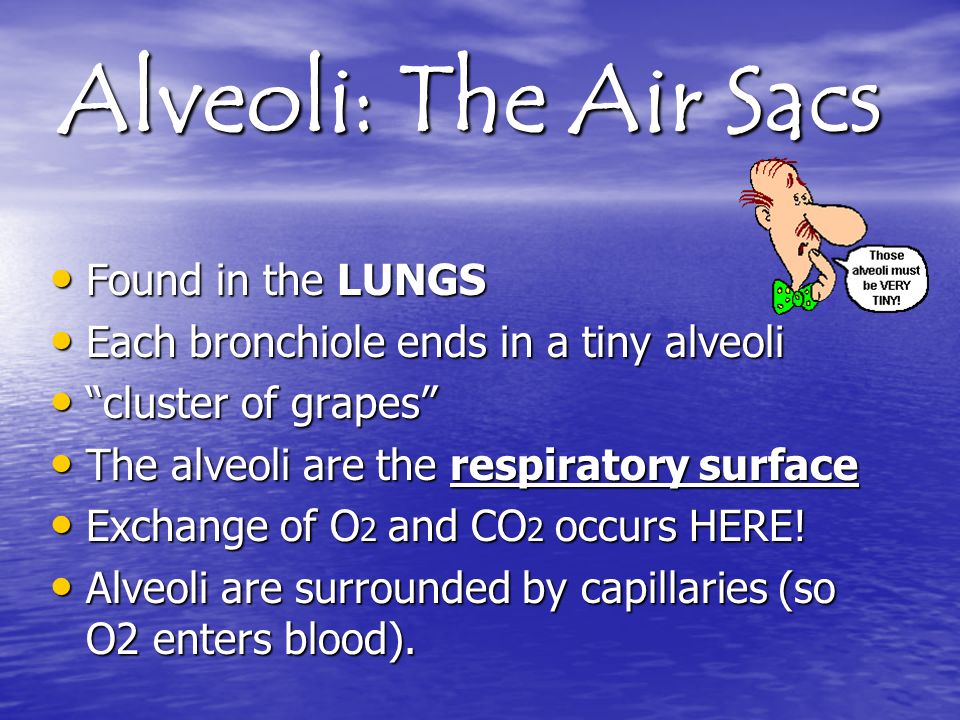 Alveoli: The Air Sacs Found in the LUNGS Each bronchiole ends in a tiny alveoli cluster of grapes The alveoli are the respiratory surface Exchange of O2 and CO2 occurs HERE.