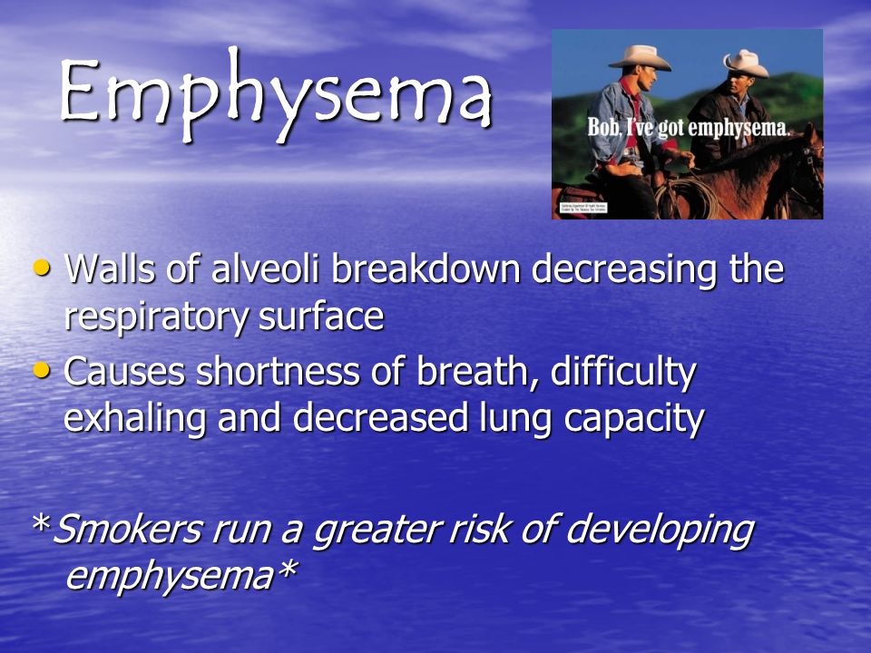 Emphysema Walls of alveoli breakdown decreasing the respiratory surface Walls of alveoli breakdown decreasing the respiratory surface Causes shortness of breath, difficulty exhaling and decreased lung capacity Causes shortness of breath, difficulty exhaling and decreased lung capacity *Smokers run a greater risk of developing emphysema*