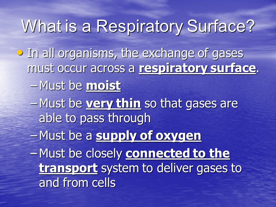 What is a Respiratory Surface.