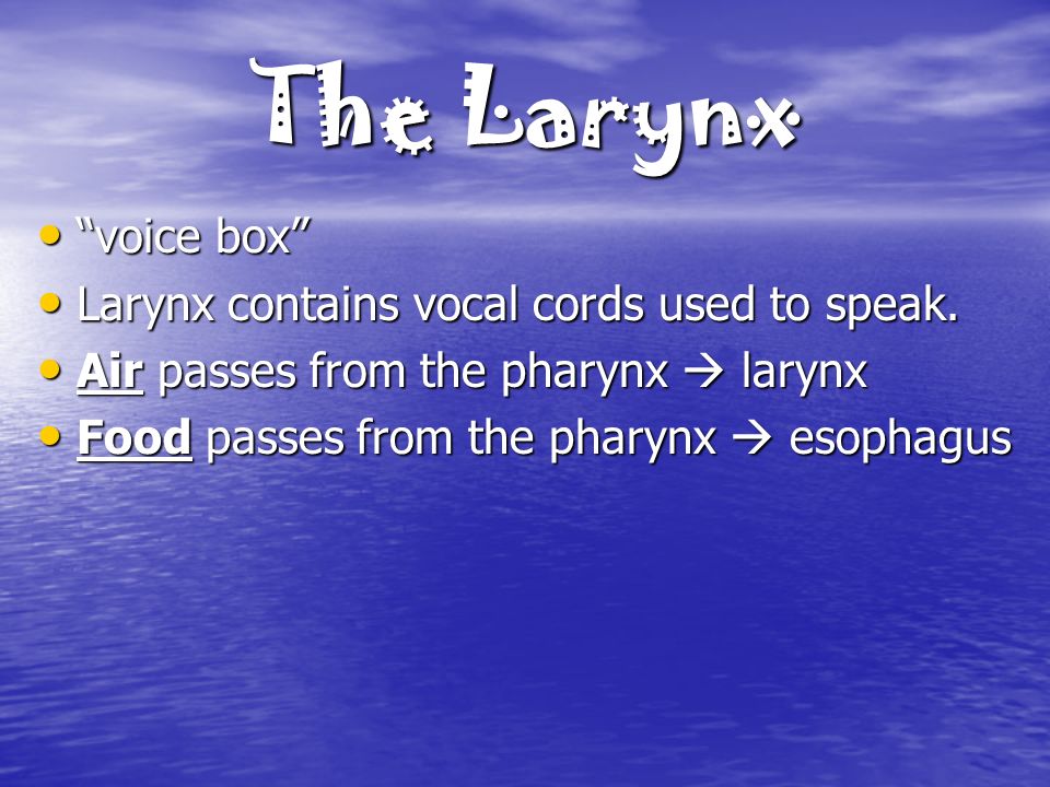 The Larynx voice box voice box Larynx contains vocal cords used to speak.