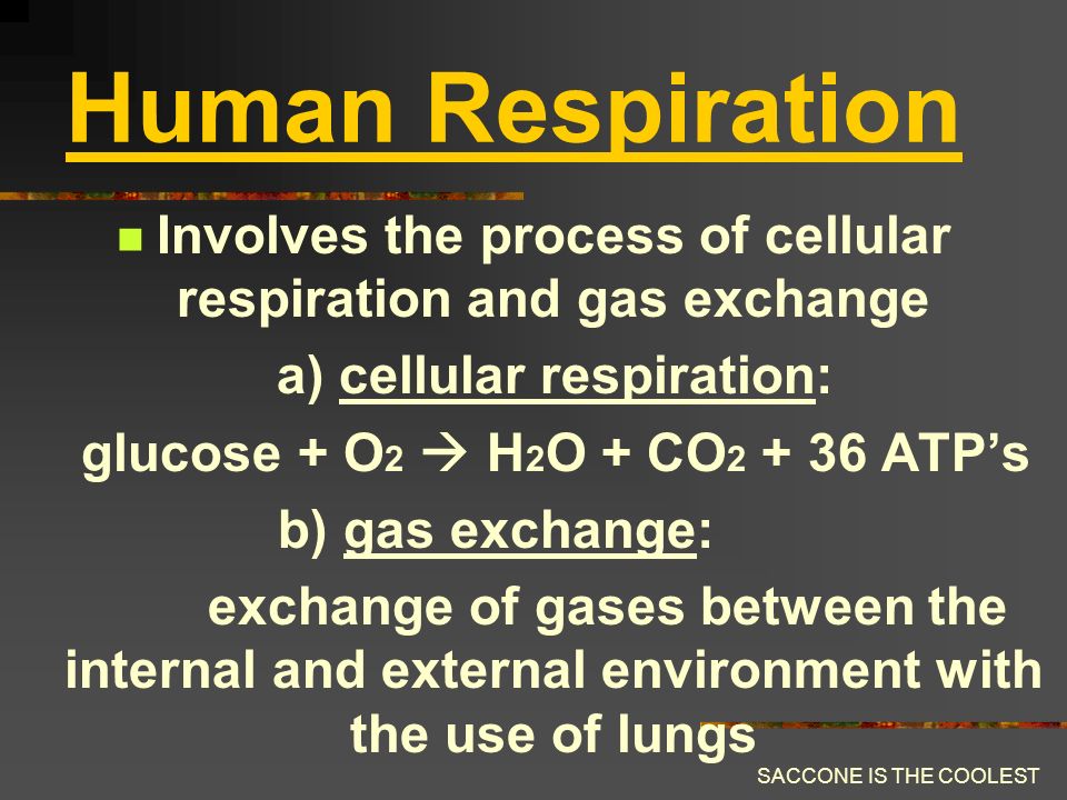 SACCONE IS THE COOLEST Chapter 18 Human Respiration
