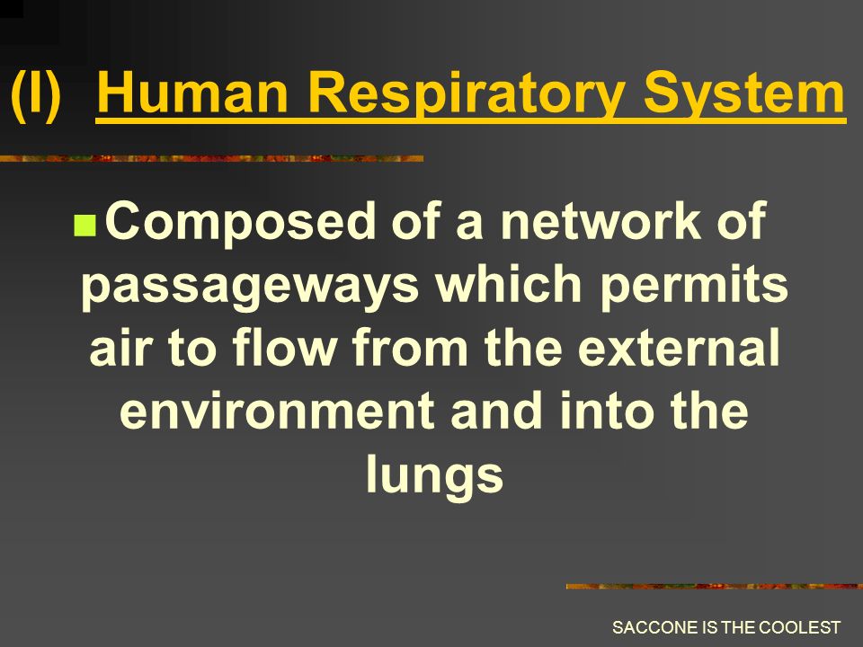 SACCONE IS THE COOLEST Human Respiration Involves the process of cellular respiration and gas exchange a) cellular respiration: glucose + O 2  H 2 O + CO ATP’s b) gas exchange: exchange of gases between the internal and external environment with the use of lungs