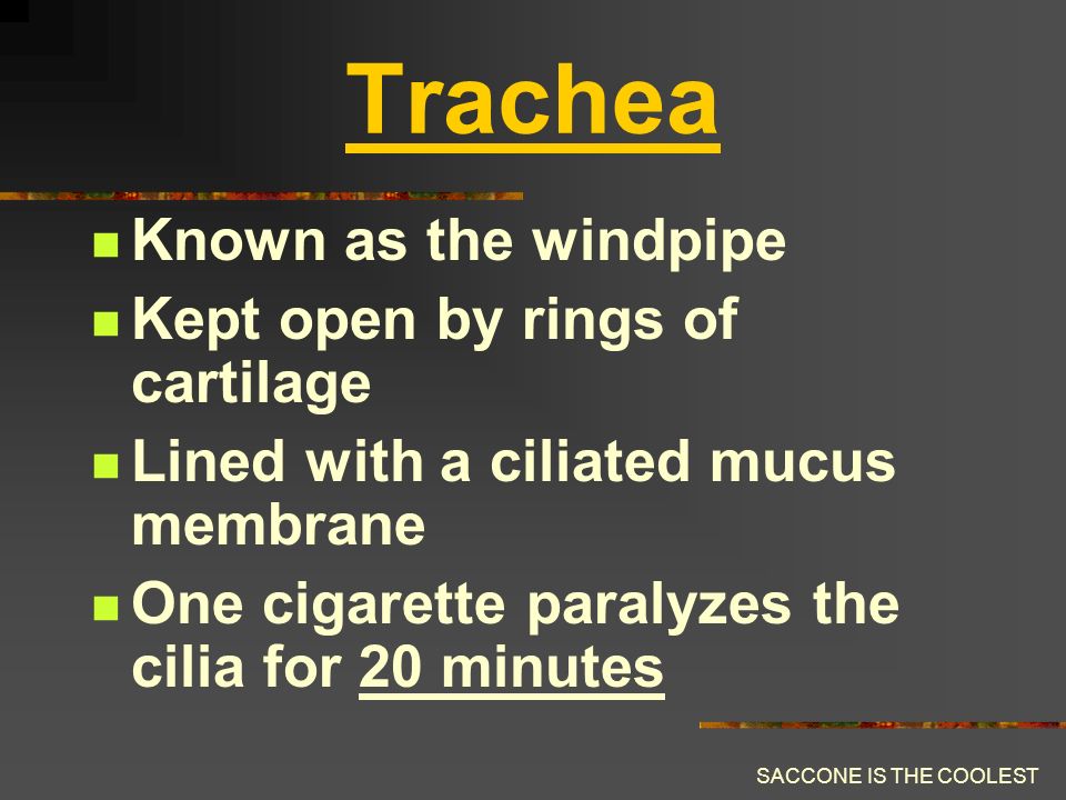 SACCONE IS THE COOLEST Epiglottis A cartilaginous flap It covers the trachea when swallowing food