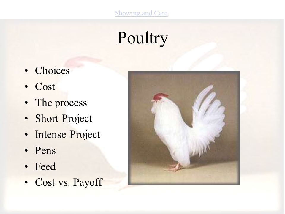 Poultry Choices Cost The process Short Project Intense Project Pens Feed Cost vs.