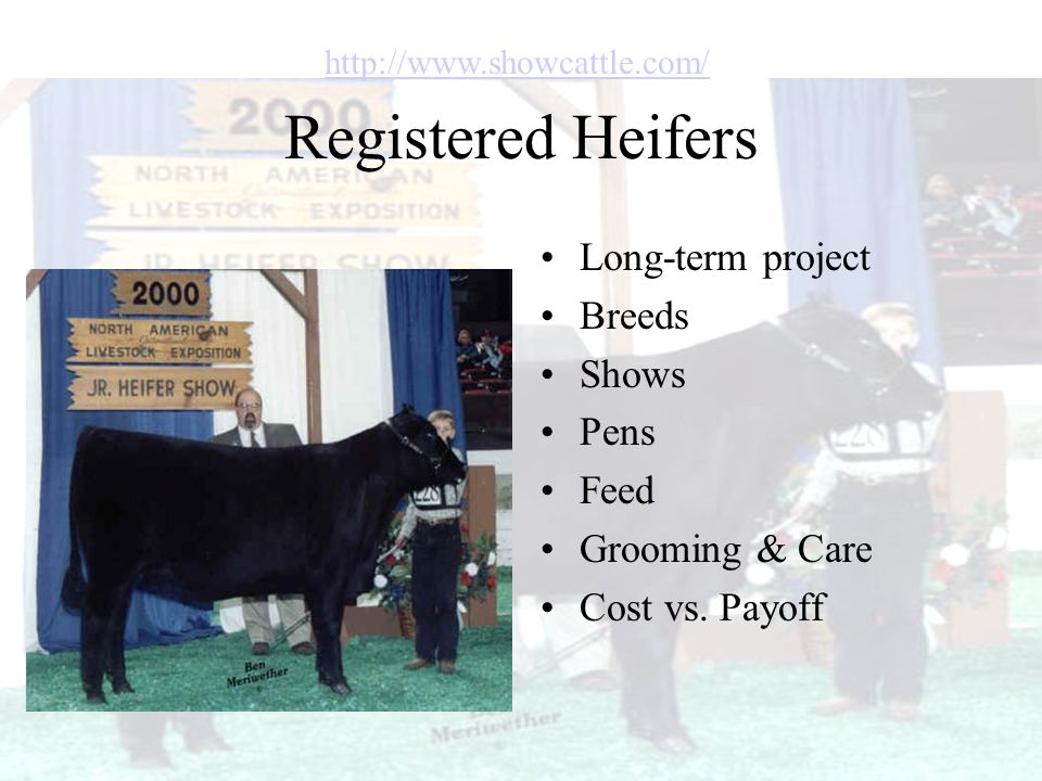 Registered Heifers Long-term project Breeds Shows Pens Feed Grooming & Care Cost vs.