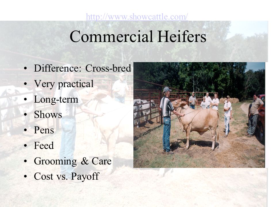 Commercial Heifers Difference: Cross-bred Very practical Long-term Shows Pens Feed Grooming & Care Cost vs.