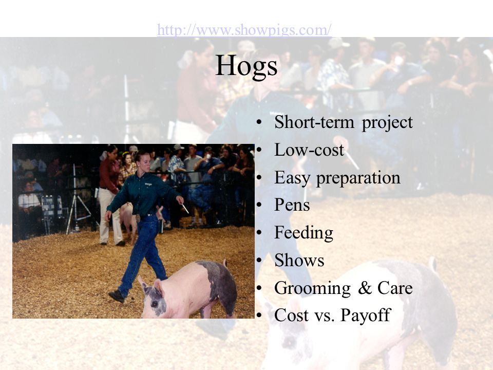 Hogs Short-term project Low-cost Easy preparation Pens Feeding Shows Grooming & Care Cost vs.