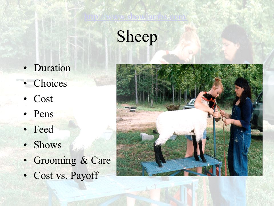 Sheep Duration Choices Cost Pens Feed Shows Grooming & Care Cost vs.