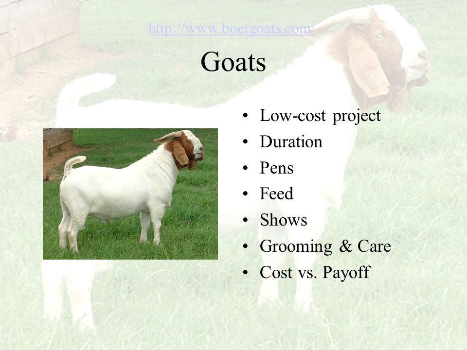 Goats Low-cost project Duration Pens Feed Shows Grooming & Care Cost vs.