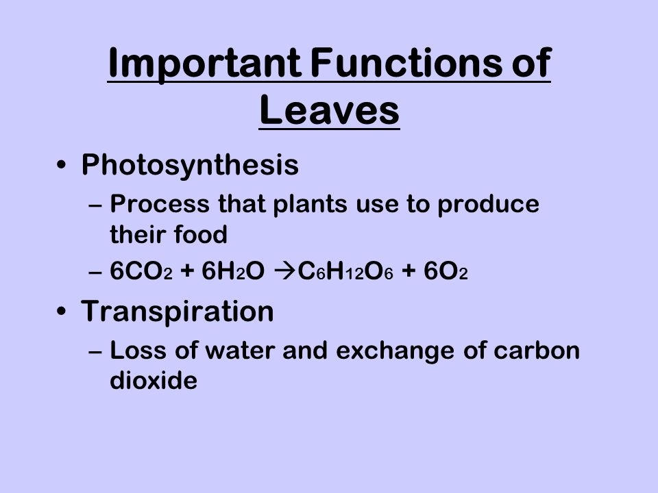 Important Functions of Leaves Photosynthesis –Process that plants use to produce their food –6CO 2 + 6H 2 O  C 6 H 12 O 6 + 6O 2 Transpiration –Loss of water and exchange of carbon dioxide