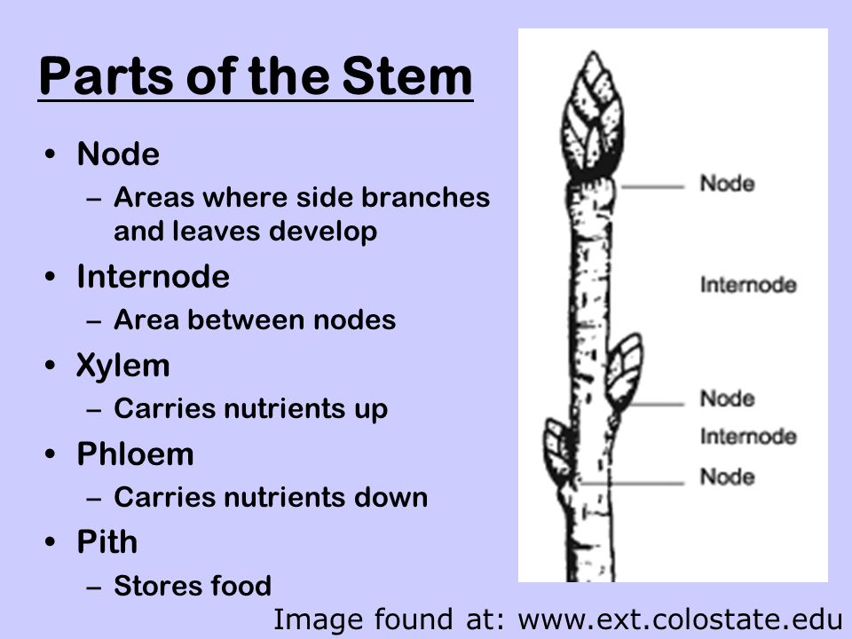 Parts of the Stem Node –Areas where side branches and leaves develop Internode –Area between nodes Xylem –Carries nutrients up Phloem –Carries nutrients down Pith –Stores food Image found at: