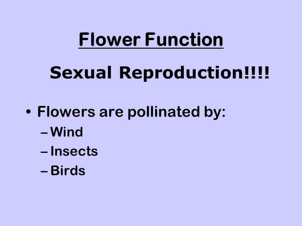 Flower Function Flowers are pollinated by: –Wind –Insects –Birds Sexual Reproduction!!!!