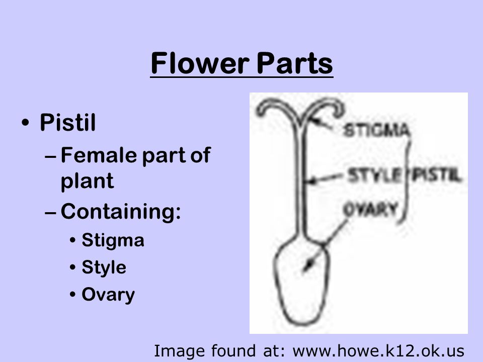 Flower Parts Pistil –Female part of plant –Containing: Stigma Style Ovary Image found at: