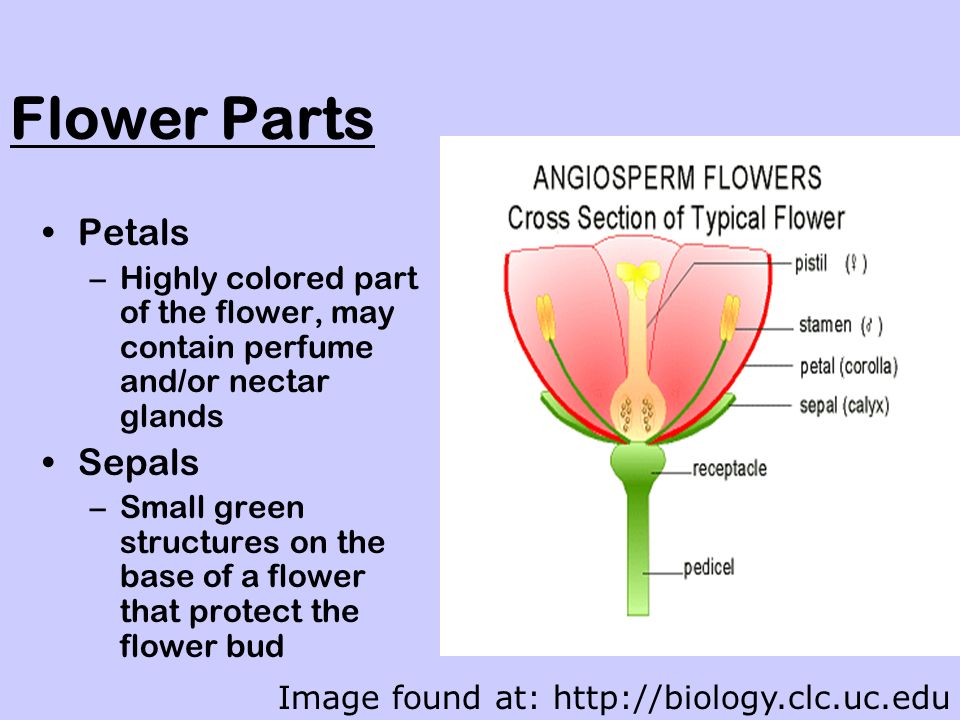 Flower Parts Petals –Highly colored part of the flower, may contain perfume and/or nectar glands Sepals –Small green structures on the base of a flower that protect the flower bud Image found at: