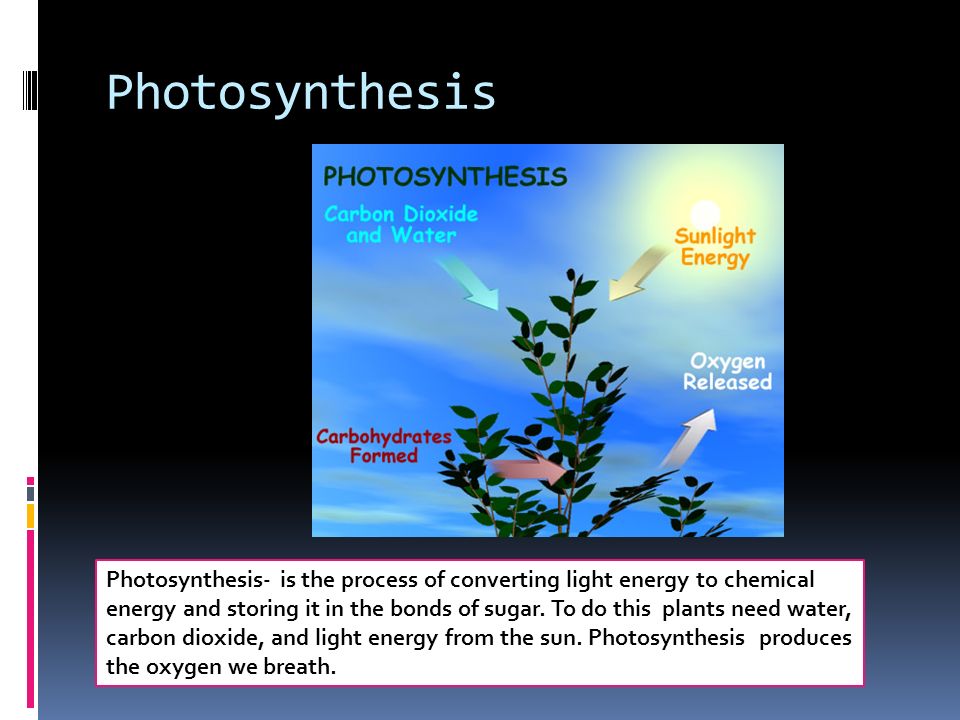 Photosynthesis Photosynthesis- is the process of converting light energy to chemical energy and storing it in the bonds of sugar.