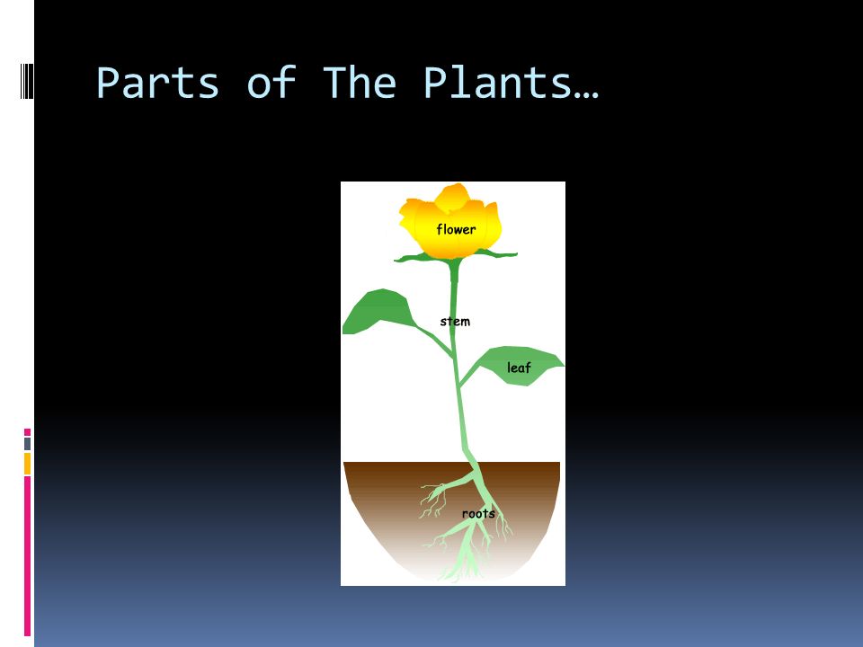 Parts of The Plants…