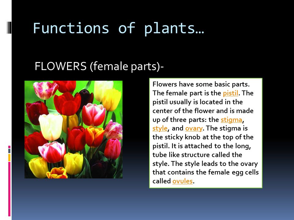 Functions of plants… FLOWERS (female parts)- Flowers have some basic parts.