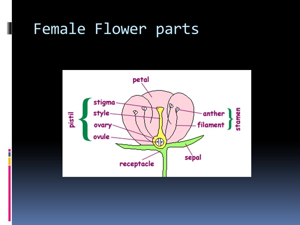 Female Flower parts