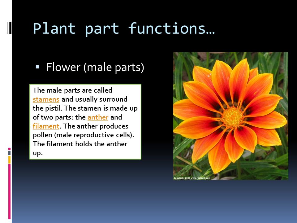 Plant part functions…  Flower (male parts) The male parts are called stamens and usually surround the pistil.