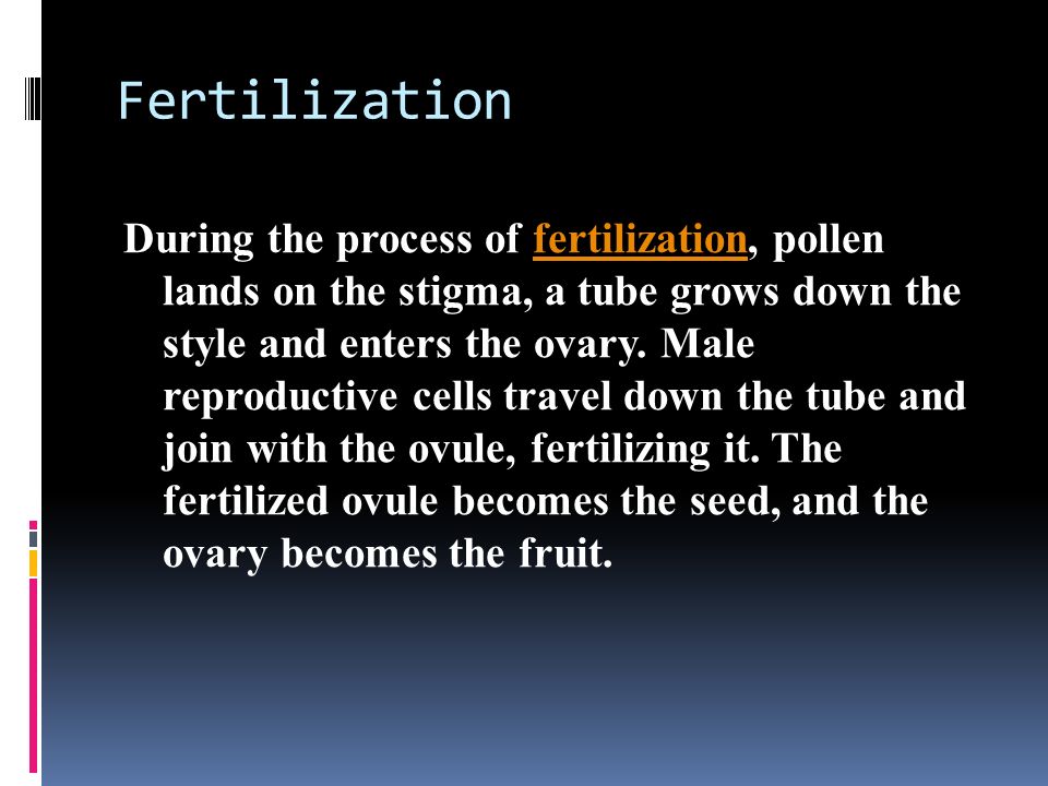 Fertilization During the process of fertilization, pollen lands on the stigma, a tube grows down the style and enters the ovary.
