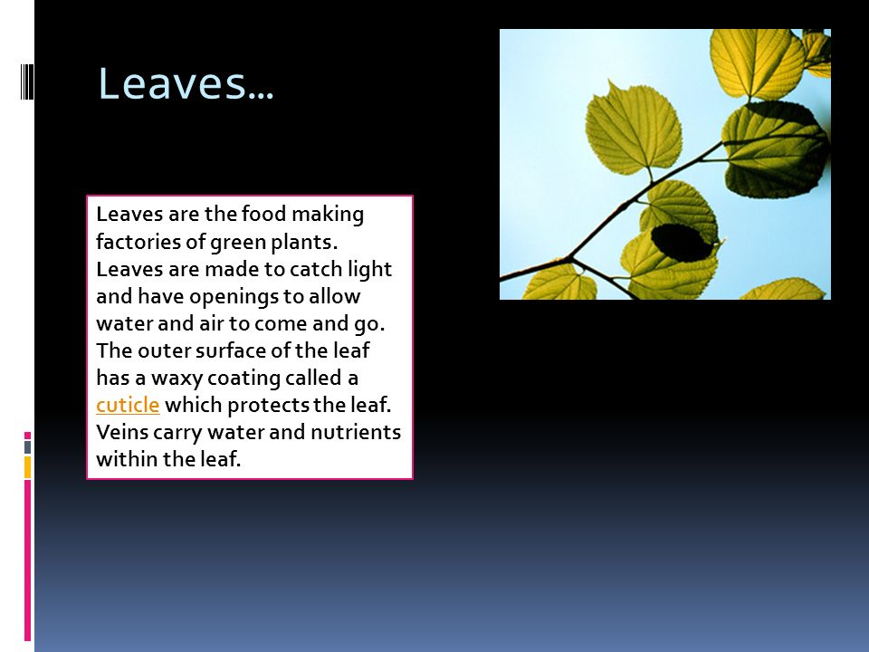 Leaves… Leaves are the food making factories of green plants.