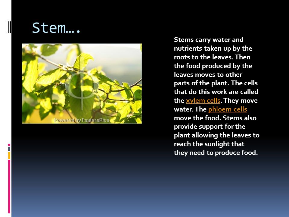 Stem…. Stems carry water and nutrients taken up by the roots to the leaves.
