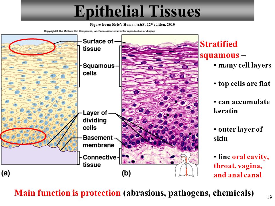 epithelial tissue slides