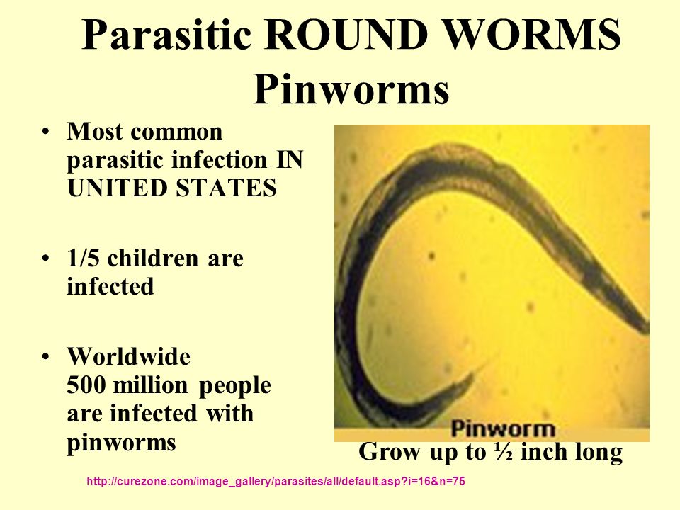 Commom flatworm that is not parasitic
